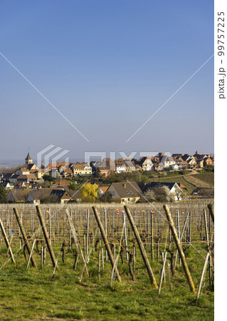 Vineyard with Zellenbergr, Alsace, France 99757225