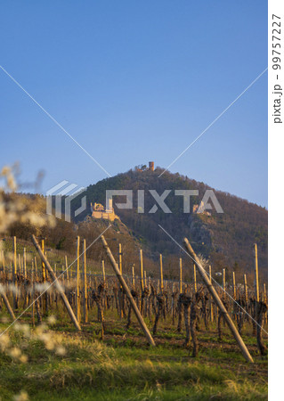 Chateau de Saint-Ulrich ruins, Chateau du Girsberg ruins and Chateau du Haut-Ribeaupierre near Ribeauville, Alsace, France 99757227