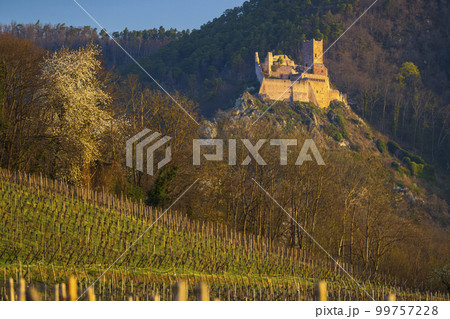Chateau de Saint-Ulrich ruins near Ribeauville, Alsace, France Chateau de Saint-Ulrich ruins near Ribeauville, Alsace, France 99757228