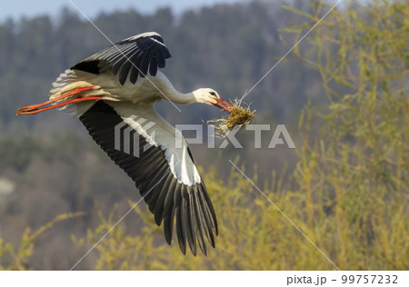 White stork (ciconia ciconia), early spring near Hunawihr, Alsace, France White stork (ciconia ciconia), early spring near Hunawihr, Alsace, France 99757232