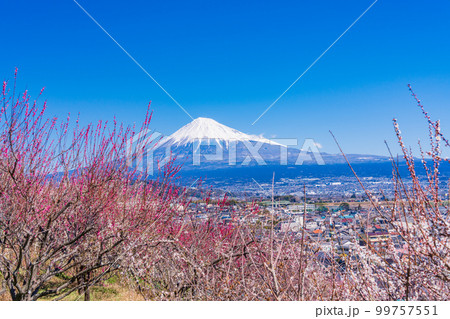 （静岡県）富士市宗清寺に咲く梅・富士山 99757551