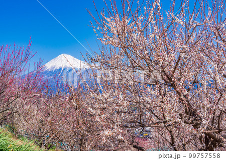 (静岡県)富士市宗清寺に咲く梅・富士山 (静岡県)富士市宗清寺に咲く梅・富士山 99757558