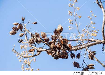 桐の木の種子の殻（冬の様子） 99758151