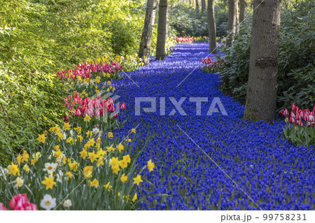 Muscari flowers (Muscari armeniacum) and Narcissus jonquilla, rush narcis in Keukenhof flower garden, Lisse, Netherlands Muscari flowers (Muscari armeniacum) and Narcissus jonquilla, rush narcis in Keukenhof flower garden, Lisse, Netherlands 99758231
