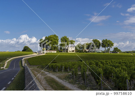 Typical vineyards near Chateau Pichon Longueville Comtesse de Lalande, Bordeaux, Aquitaine, France Typical vineyards near Chateau Pichon Longueville Comtesse de Lalande, Bordeaux, Aquitaine, France 99758610