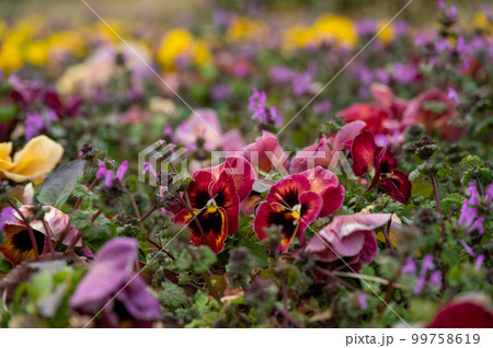 お花畑 99758619