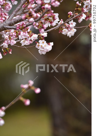桜咲く公園 桜咲く公園 99758702