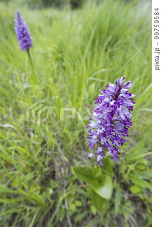 wild orchid in White Carpathian Mountains, Czech Republic wild orchid in White Carpathian Mountains, Czech Republic 99759584