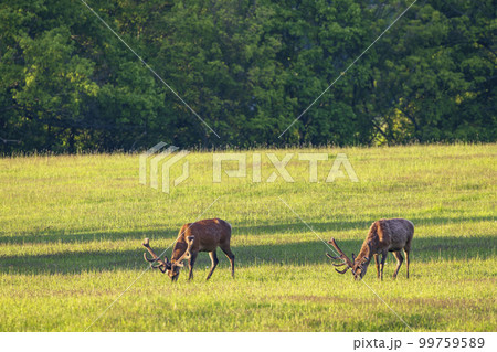 Deer grazing early in morning, Ceske Stredohori, Northern Bohemia, Czech Republic Deer grazing early in morning, Ceske Stredohori, Northern Bohemia, Czech Republic 99759589