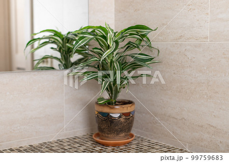 houseplant Dracaena on the counter in the bathroom. a mirror reflectoin is in view. home decor concept. horizontal image 99759683
