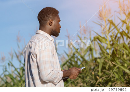 African American farmer types info on tablet on corn field African American farmer types info on tablet on corn field 99759692