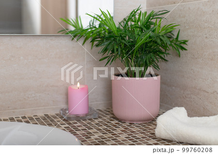 tropical potted plant Chamaedorea, candle and bath towel in the bathroom. 99760208