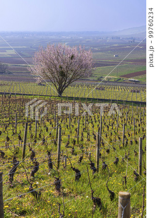 Early spring vineyards near Aloxe-Corton, Burgundy, France Early spring vineyards near Aloxe-Corton, Burgundy, France 99760234