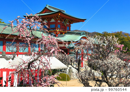 【山口県】満開の梅まつりの防府天満宮 99760544