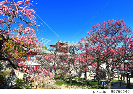 【山口県】満開の梅まつりの防府天満宮 【山口県】満開の梅まつりの防府天満宮 99760546