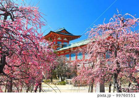 【山口県】満開の梅まつりの防府天満宮 99760551