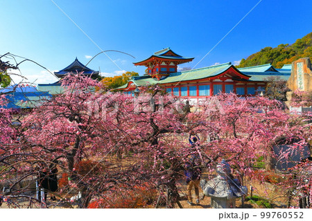 【山口県】満開の梅まつりの防府天満宮 【山口県】満開の梅まつりの防府天満宮 99760552