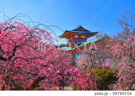 【山口県】満開の梅まつりの防府天満宮 99760558