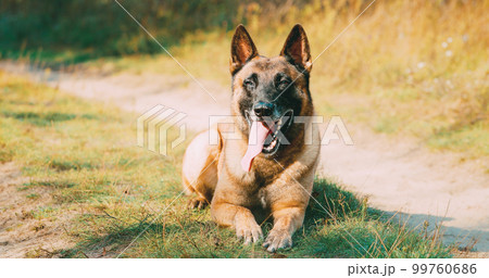 Hand-held Shooting, Hand-held Shot. Malinois Dog Lying Outdoor On Countryside Road. Belgian Sheepdog Are Active, Intelligent, Friendly, Protective, Alert And Hard-working. Belgium, Chien De Berger Hand-held Shooting, Hand-held Shot. Malinois Dog Lying Outdoor On Countryside Road. Belgian Sheepdog Are Active, Intelligent, Friendly, Protective, Alert And Hard-working. Belgium, Chien De Berger 99760686
