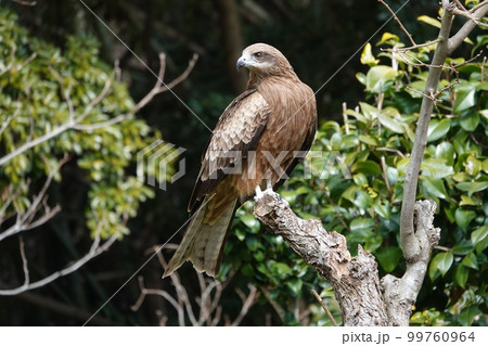 庭の高木（楠）にとまって乗り出すように獲物をさがすトビ 99760964