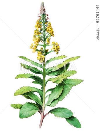Common mullein medicinal plant with flowers isolated on white background. Generative AI detailed watercolor illustration 99761444