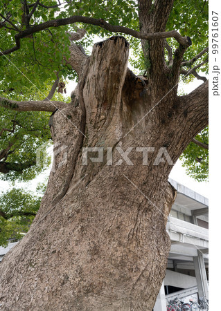佐賀の県木 クスの木 佐賀の県木 クスの木 99761607