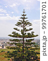 Evergreen araucaria tree in sunny day 99761701