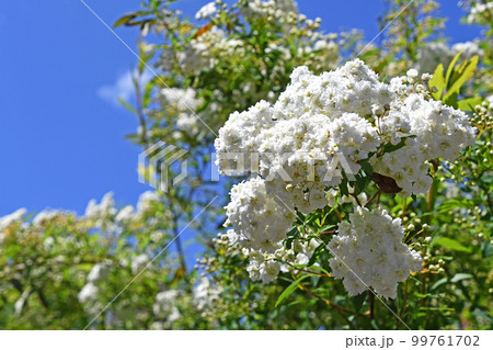 白花八重のモッコウバラ 99761702