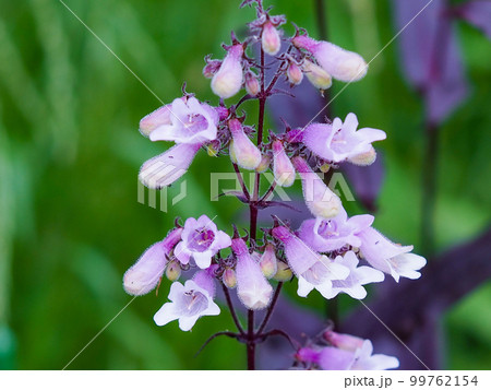 ペンステモン 99762154