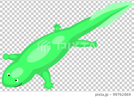 アカントステガ 99762869