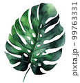 watercolor Plane minimalist subtle monstera leaf 99763331