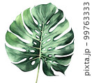 watercolor Plane minimalist subtle monstera leaf 99763333