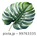 watercolor Plane minimalist subtle monstera leaf 99763335