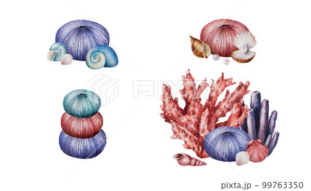 Watercolor compositions with corals, sea urchin, horse and shells. Hand painting clipart underwater life objects on a white isolated background. For designers, decoration, postcards, wrapping paper 99763350