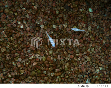 白メダカを上から見た写真 99763643