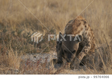 Spotted Hyaena at rest 99764066