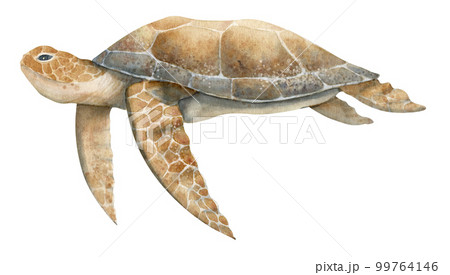 Watercolor hand drawn Sea Turtle on isolated background in beige and brown colors.er. Colorful drawing of wild underwater animal. Sketch of swimming marine tortoise for poster. Tropical reptile. Watercolor hand drawn Sea Turtle on isolated background in beige and brown colors.er. Colorful drawing of wild underwater animal. Sketch of swimming marine tortoise for poster. Tropical reptile. 99764146