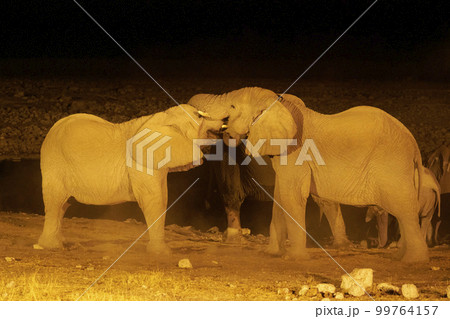 Elephants sparring 99764157