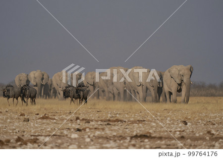 African elephant approaching waterhole 99764176