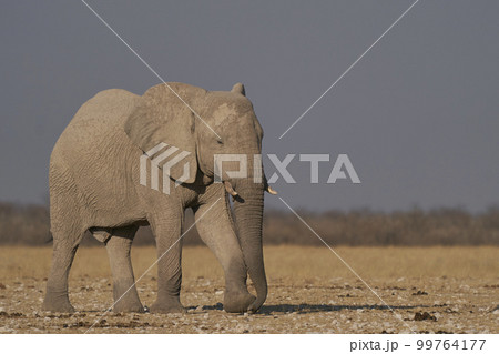 African elephant approaching waterhole 99764177