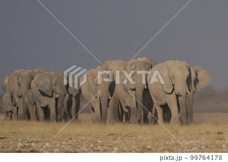 African elephant approaching waterhole African elephant approaching waterhole 99764178
