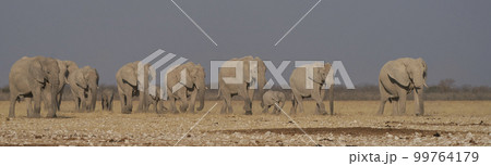 African elephant approaching waterhole African elephant approaching waterhole 99764179
