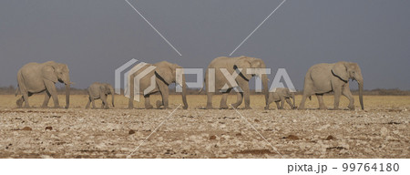 African elephant approaching waterhole African elephant approaching waterhole 99764180