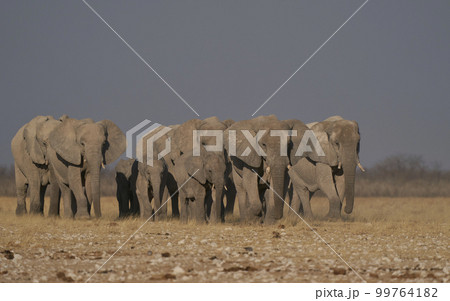 African elephant approaching waterhole 99764182