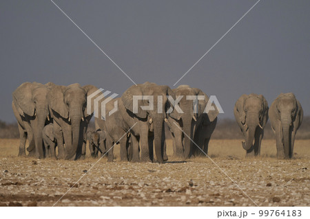 African elephant approaching waterhole African elephant approaching waterhole 99764183