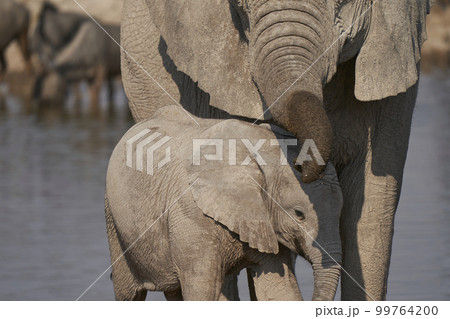Young African Elephant Young African Elephant 99764200