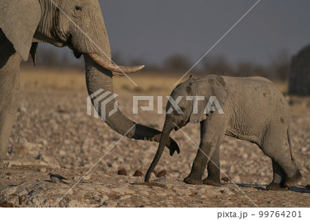 Young African Elephant 99764201