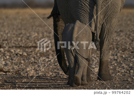 Young African Elephant 99764202
