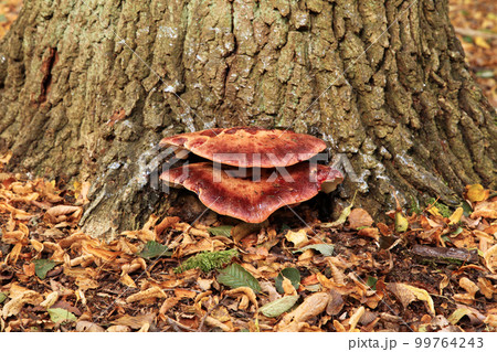 Beefsteak polypore - Fistulina hepatica 99764243