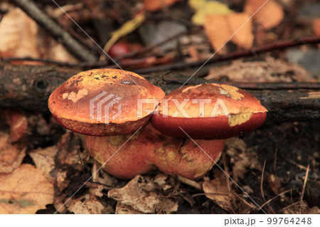 Neoboletus praestigator growing in the woods Neoboletus praestigator growing in the woods 99764248